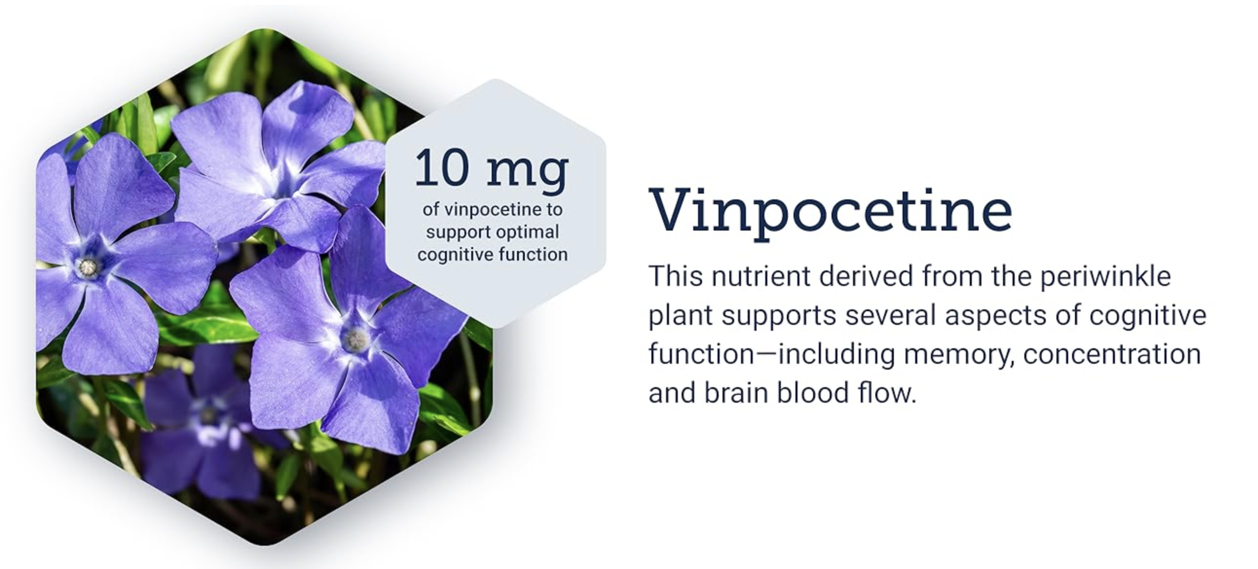 https://content.usa-4u.eu/header/LE_Vinpocetine-10mg-100c-header.png